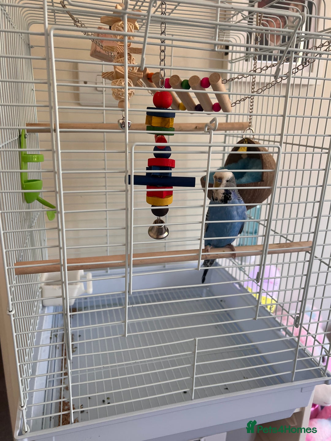 Budgerigars birds for sale: Jimmy  - Image 1