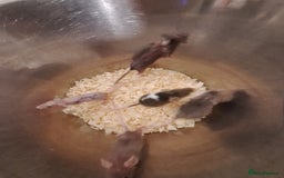 Mouse rodents for sale: Fancy pet mice for sale £8 each  - Image 8