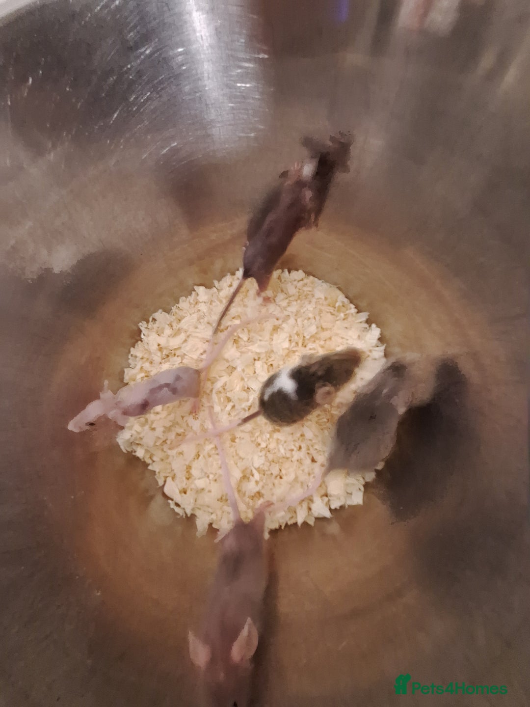 Mouse rodents for sale: Fancy pet mice for sale £8 each  - Image 8