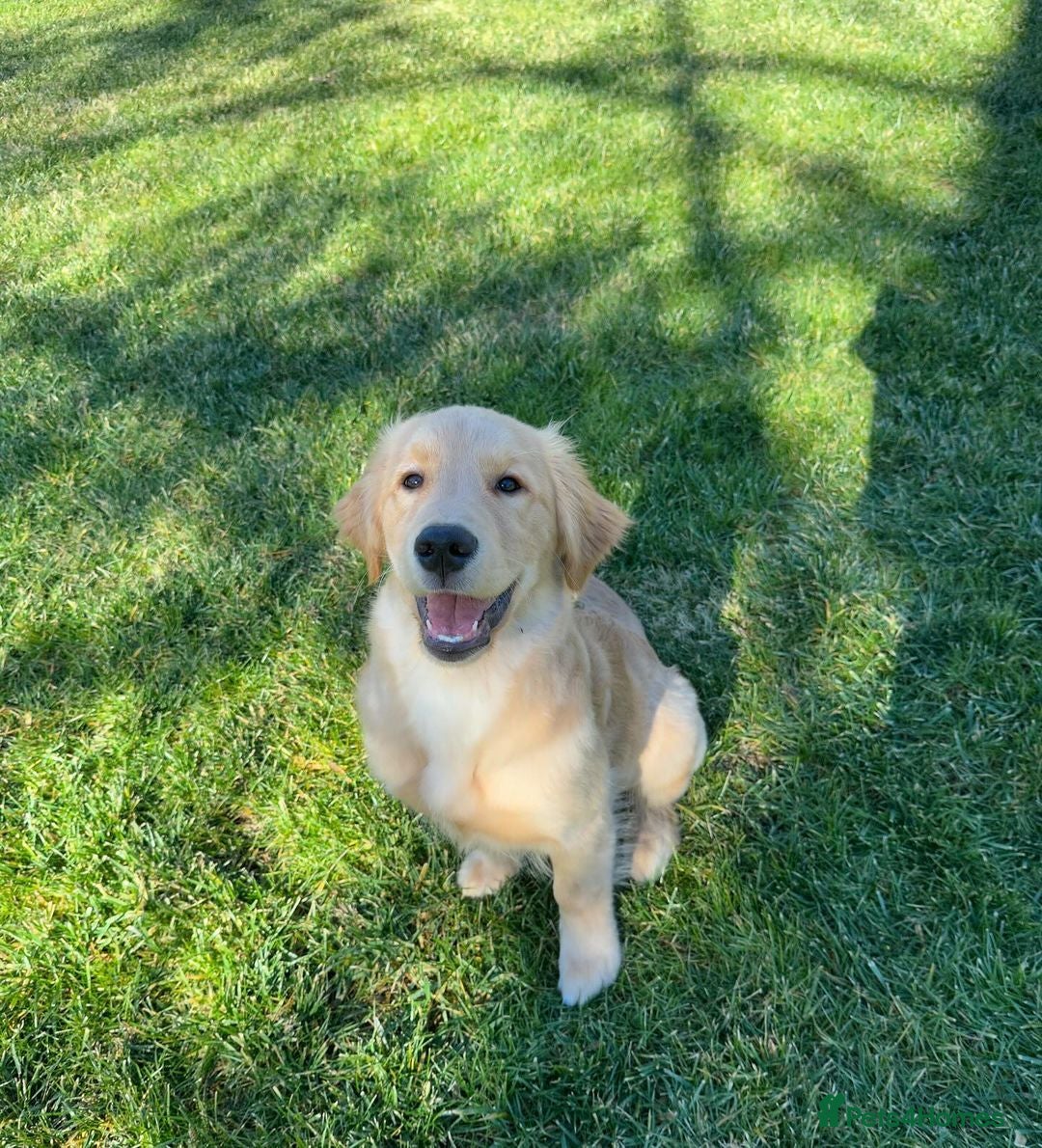 Golden Retriever dogs for sale: Simba – Handsome Golden Retriever Puppy - Image 9