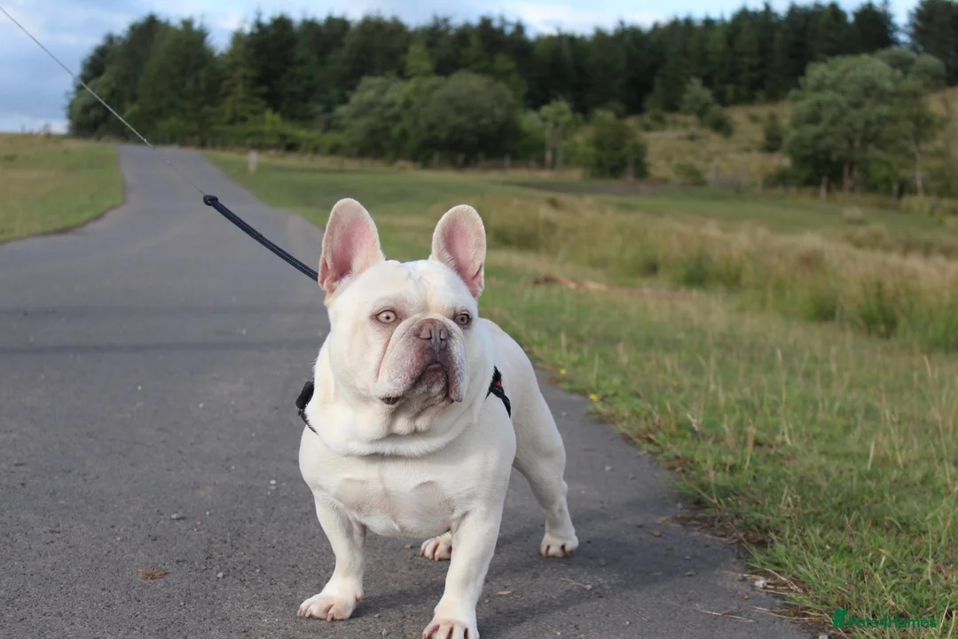 French Bulldog dogs for stud: Amazing structure and quality ‼️ in Ebbw Vale - Advert 2
