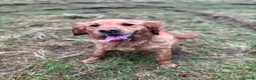 Golden Retriever dogs for sale: Beatiful Kc registered golden retriever - Advert 3