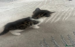 Savannah cats for sale: 4 kittens  - Image 13