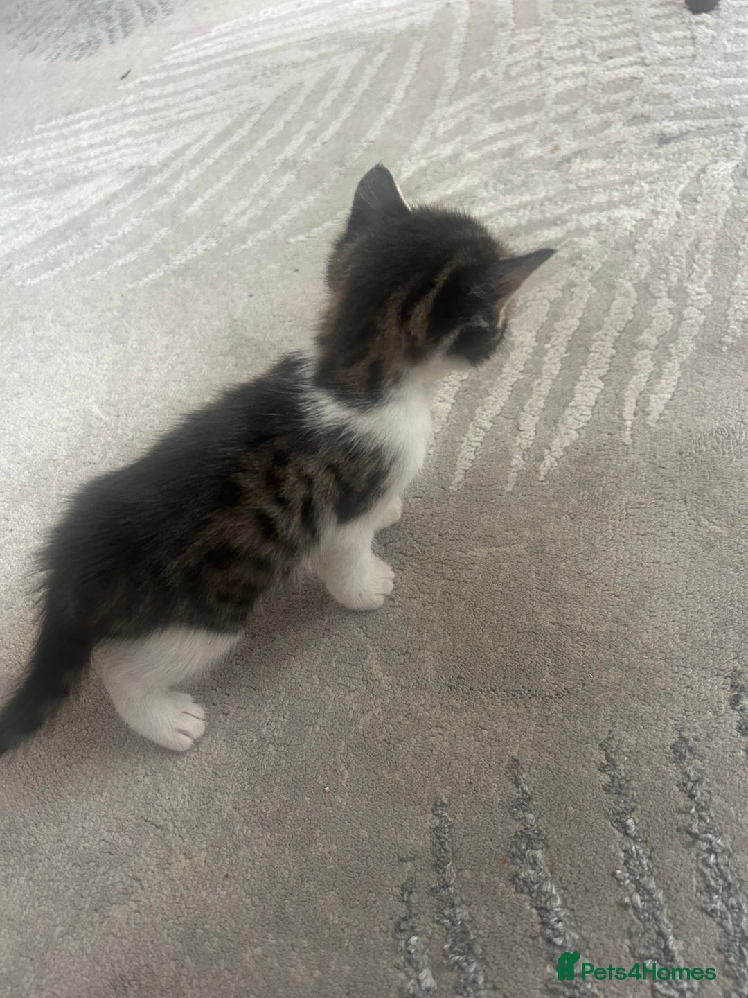 Savannah cats for sale: 4 kittens  - Image 13