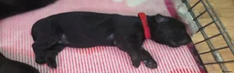 German Shepherd dogs for sale: German Shepherd Puppies in Northwich - Advert 6