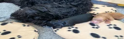 Australian Labradoodle dogs for stud: Douglas MacDoodle - Stud - Advert 20