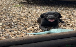 Labrador Retriever dogs for sale: Labrador puppies - Image 12