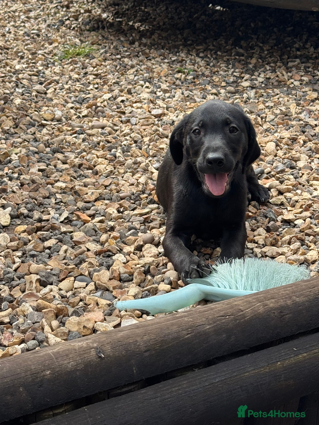 Labrador Retriever dogs for sale: Labrador puppies - Image 12