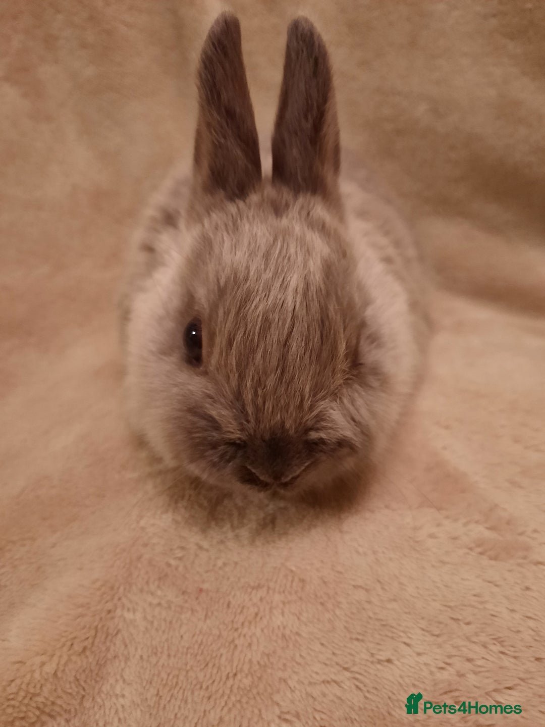 Netherland Dwarf rabbits for sale: Six Litters Of Netherland Dwarf Babies - Advert 6