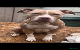 American Bully dogs for sale: Beautiful American Bullies (NOT XL) - Image 8