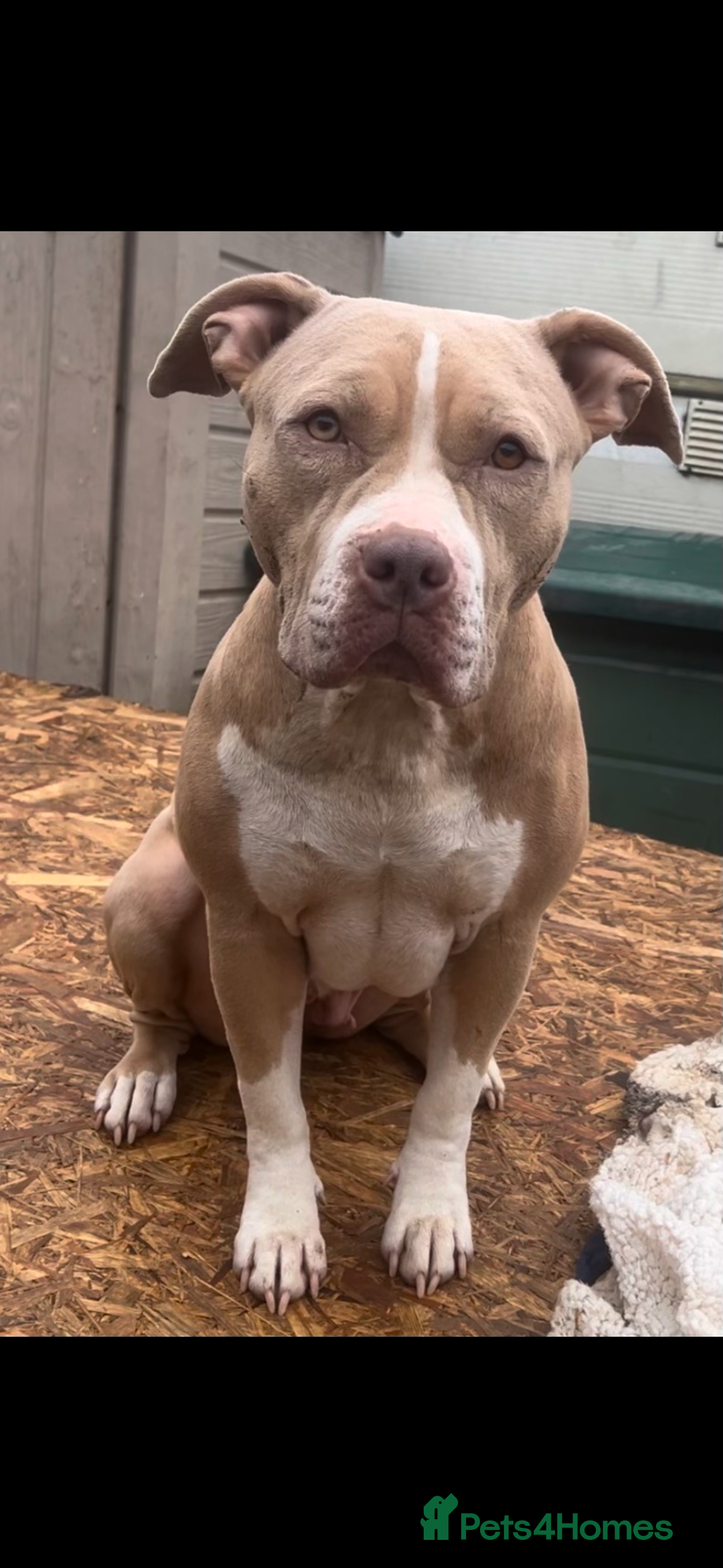 American Bully dogs for sale: Beautiful American Bullies (NOT XL) - Image 8