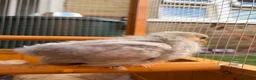 Chickens poultry for sale: Pekin bantams - Advert 25