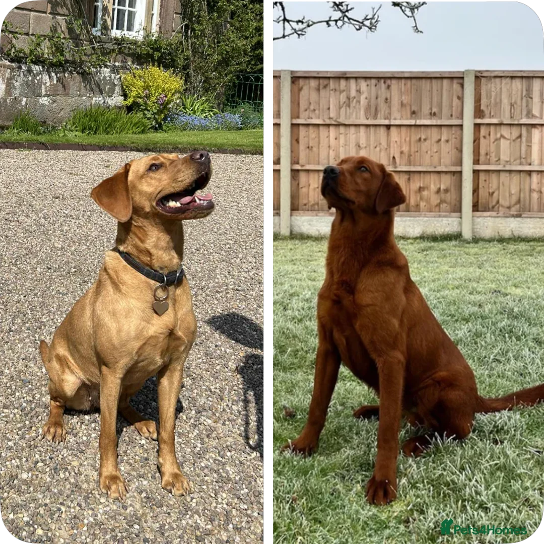 Labrador Retriever dogs for sale: Dark Fox Red Labrador puppies - Advert 1