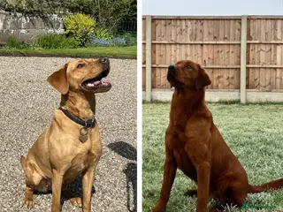 Labrador Retriever dogs Dark Fox Red Labrador puppies - Advert 2