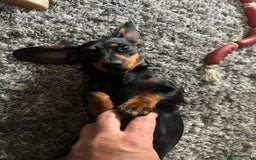 Miniature Dachshund dogs for sale: KC Reg, Health tested, miniature Dachsund Puppies - Image 14