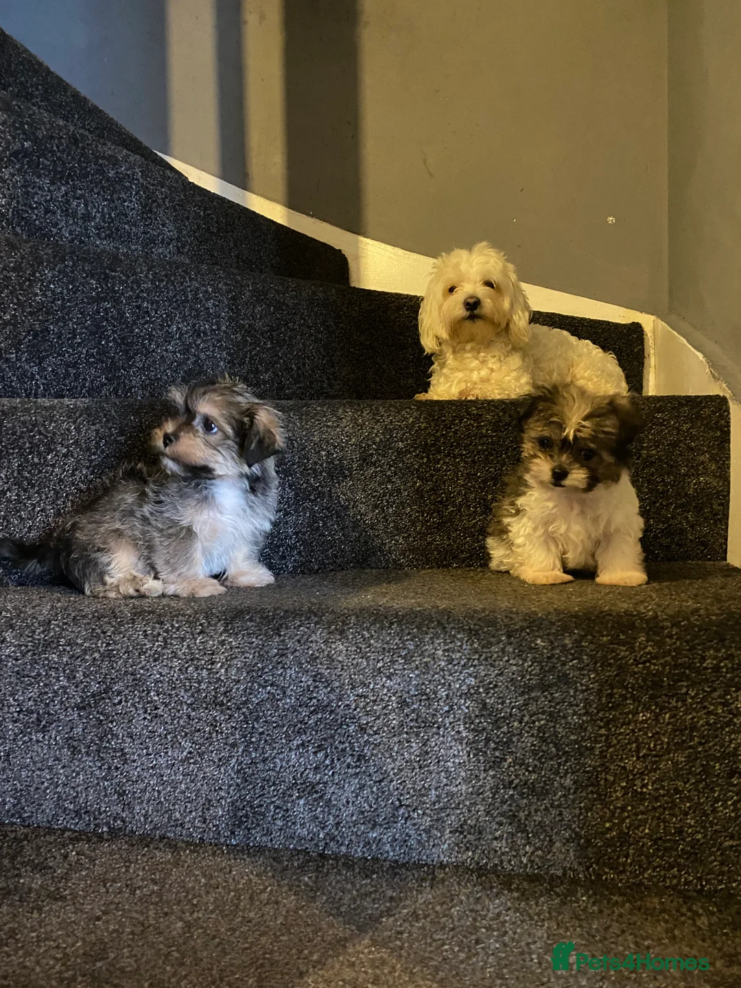 Maltipoo dogs for sale: Beautiful litter of maltipoo puppies - Advert 2