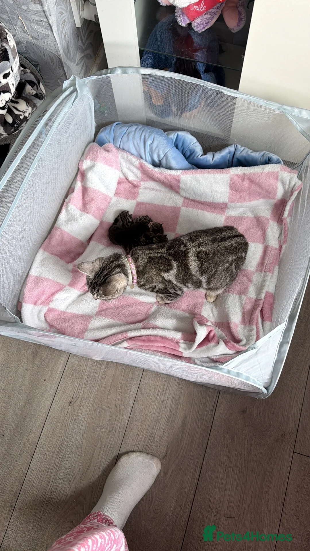 Mixed Breed cats for sale: Beautiful boy kittens  in Kilmarnock - Advert 34