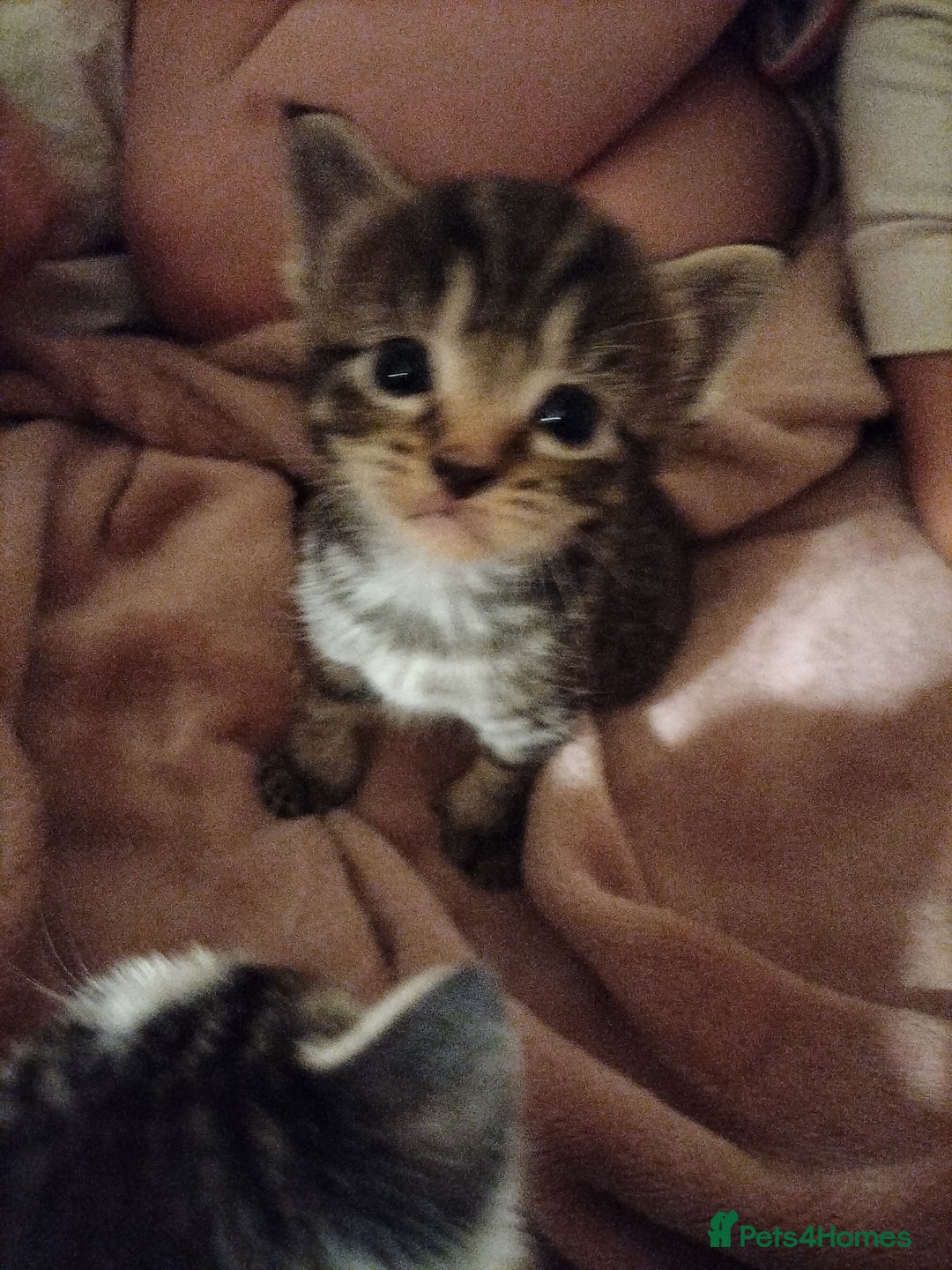 Mixed Breed cats for sale: 5 kittens looking for forever homes  - Image 1