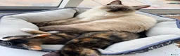 Mixed Breed cats for sale: Two Gorgeous Tortoiseshell girl kittens - Advert 5