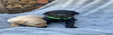 Labrador Retriever 3