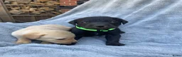 Labrador Retriever dogs for sale: Adorable KC Labrador Puppies for Sale - Advert 9
