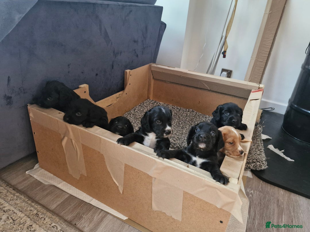 Cocker Spaniel dogs for sale: Working cockers for sale - Image 2
