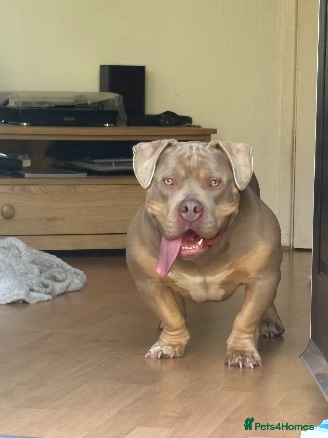 Mixed Breed dogs for sale: Pocket bully male - Advert 2