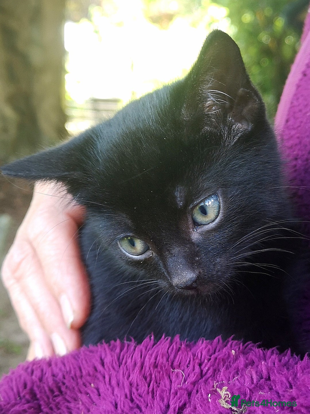 Mixed Breed cats for sale: Kittens - Image 10