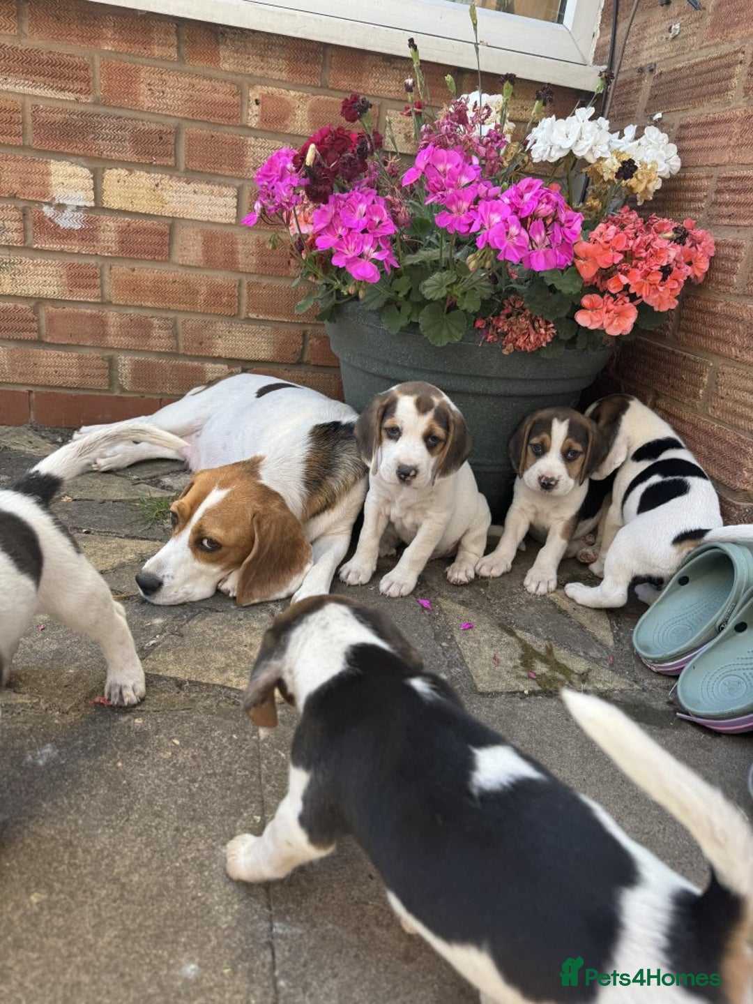 Beagle dogs for sale: Beagle puppies for sale,ready to leave NOW‼️ - Image 9