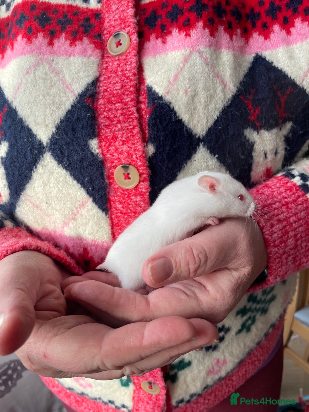 Hamster rodents for sale: Baby female Syrian hamsters from show stock  - Advert 4