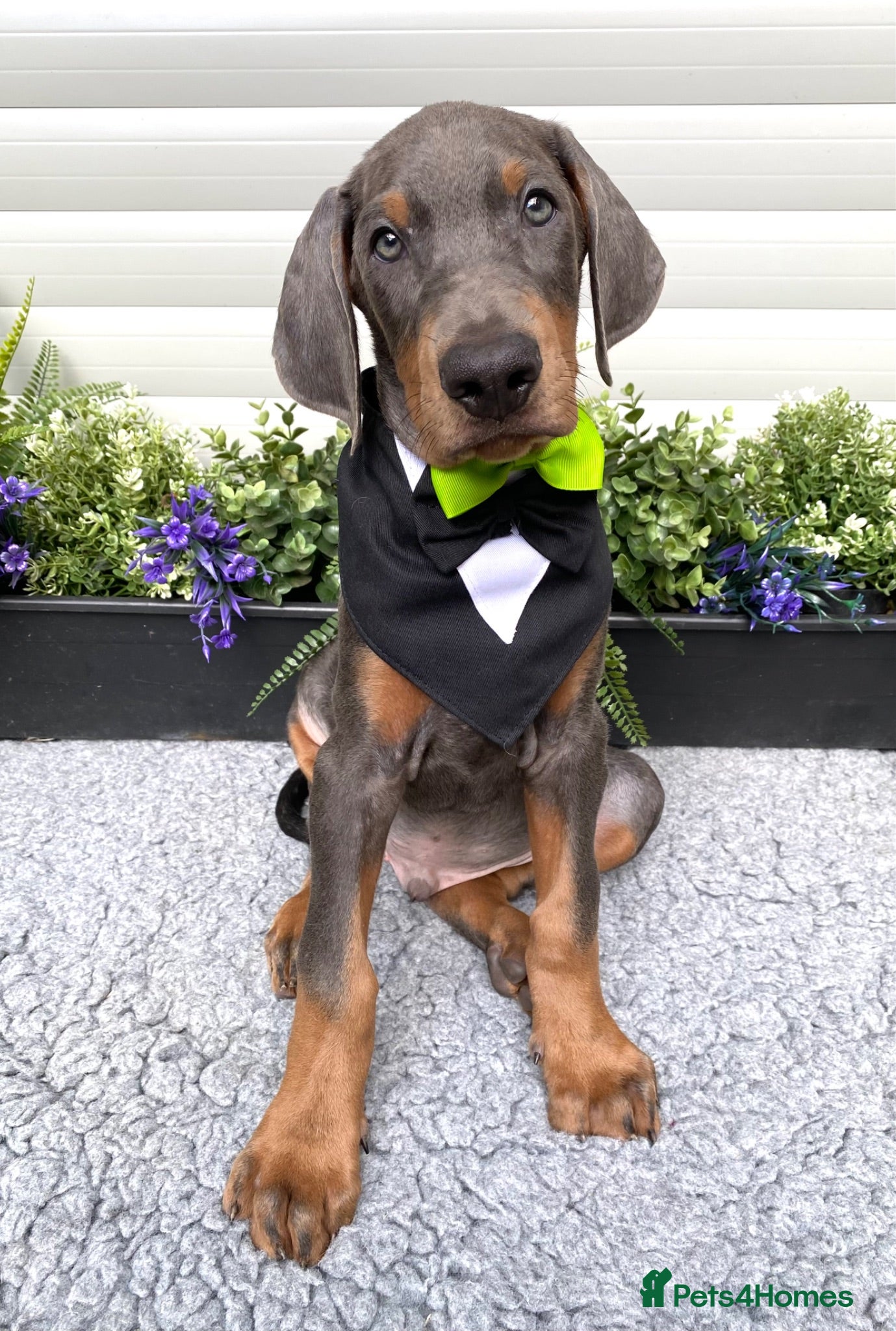 Dobermann dogs *KC REGISTERED* HEALTH TESTED DOBERMAN PUPPIES - Advert 2