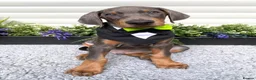 Dobermann dogs for sale: *KC REGISTERED* HEALTH TESTED DOBERMAN PUPPIES - Advert 2