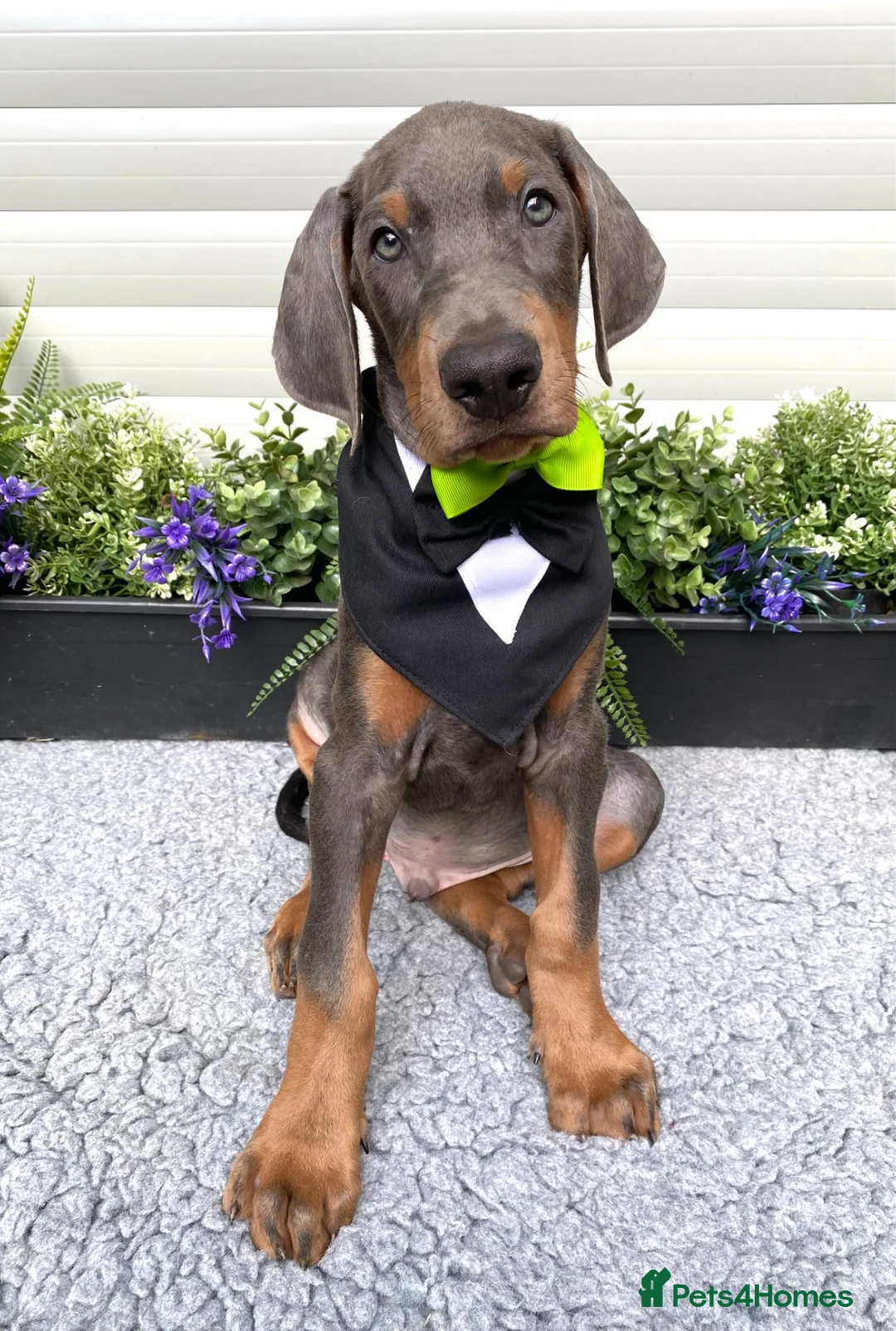 Dobermann dogs for sale: *KC REGISTERED* HEALTH TESTED DOBERMAN PUPPIES - Advert 2