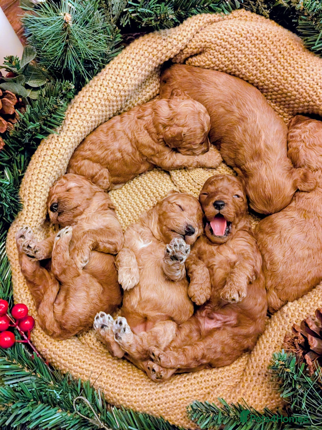 Cockapoo dogs for sale: F2 Cockerpoos 1 male and 5 females  - Advert 2