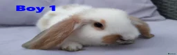 Mini Lop rabbits for sale: Cute French x Mini Lop Looking for Loving Homes! - Advert 26