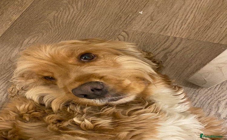 Cocker Spaniel dogs - Advert 11