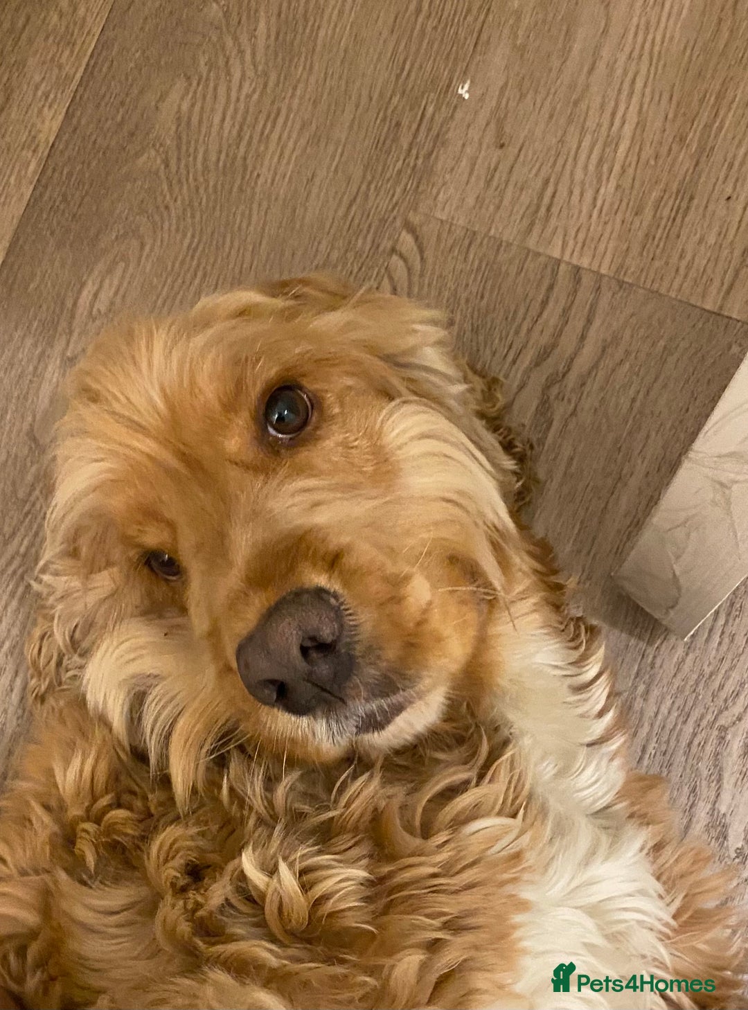 Cocker Spaniel dogs for sale: Male Cockerspaniel called Fela - Image 1