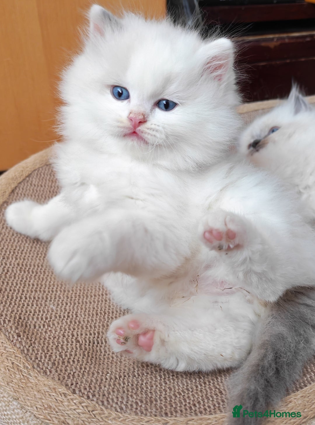 Ragdoll cats for sale: GCCF REGISTER KITTENS  - Advert 18
