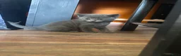 Mixed Breed cats for sale: Mixed Maine coons  - Advert 33