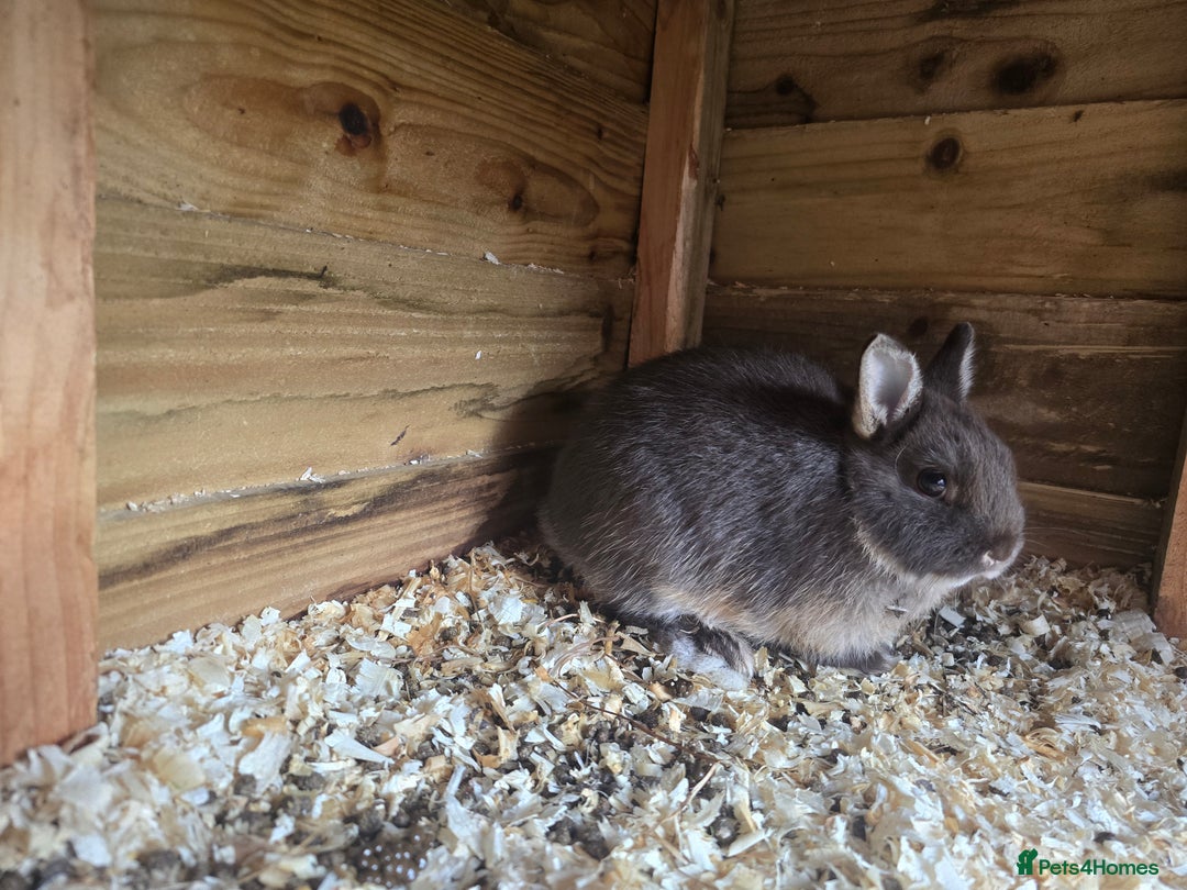 Netherland Dwarf rabbits for sale: Chocolate netherlands for sale - Image 2