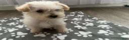 Westiepoo dogs for sale: Westiepoo Boy in Bolton - Advert 7