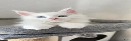 Maine Coon cats for sale: Maine Coon Kittens  - Advert 6