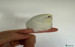 Budgerigars birds for sale: Young budgies happy&healthy in London - Image 23