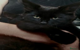 York Chocolate cats for sale:  Kitten 🐈‍⬛ - Image 4