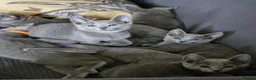 Russian Blue cats for sale: GCCF Russian blue kittens - Advert 10