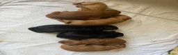 Mixed Breed dogs for sale: Beautiful double doodle puppies in Tredegar - Advert 6