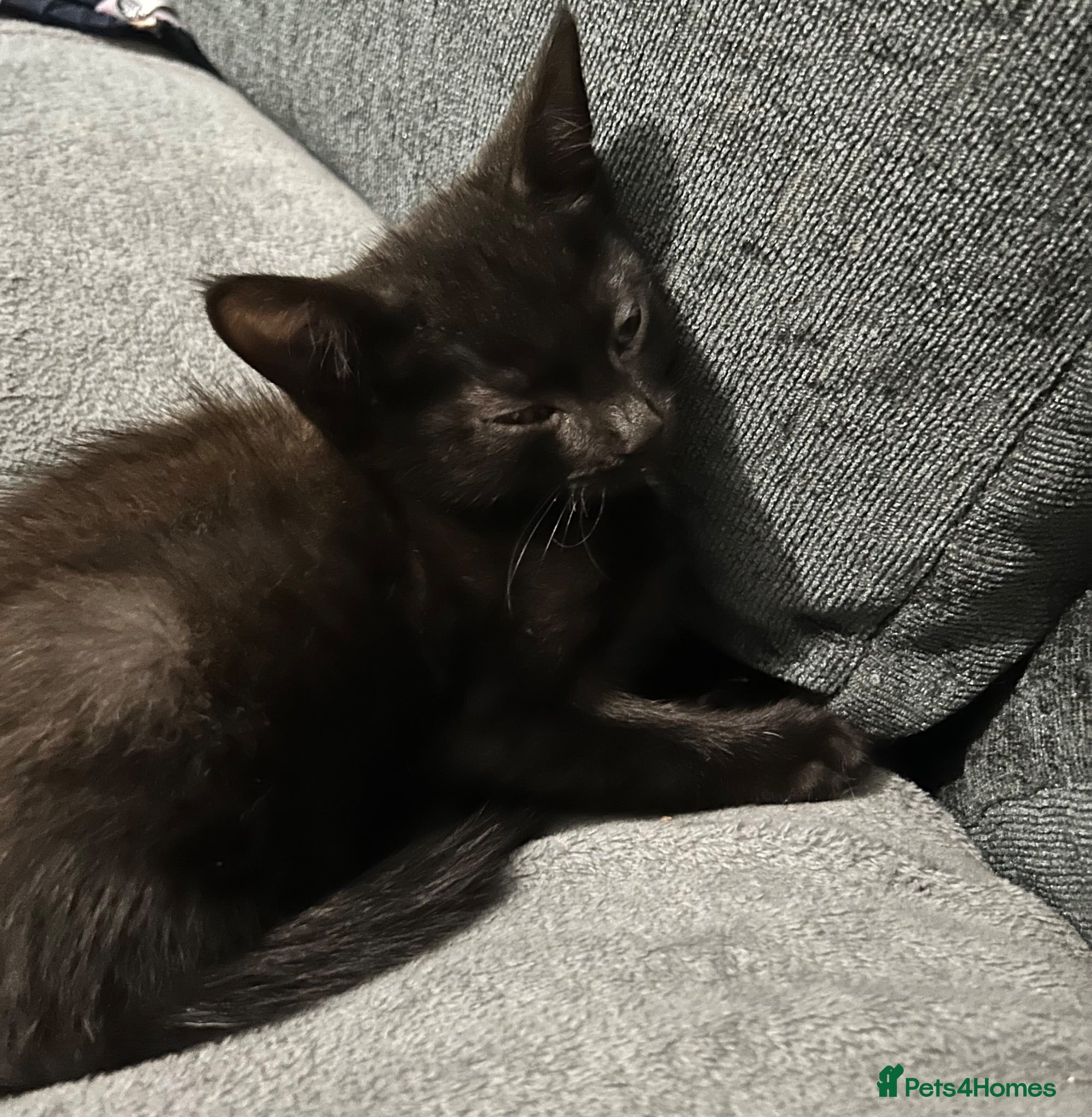 Mixed Breed cats 6 beautiful kittens. Just black male remaining! - Advert 13