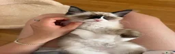 Ragdoll cats for sale: Ragdoll Kitten - Advert 7