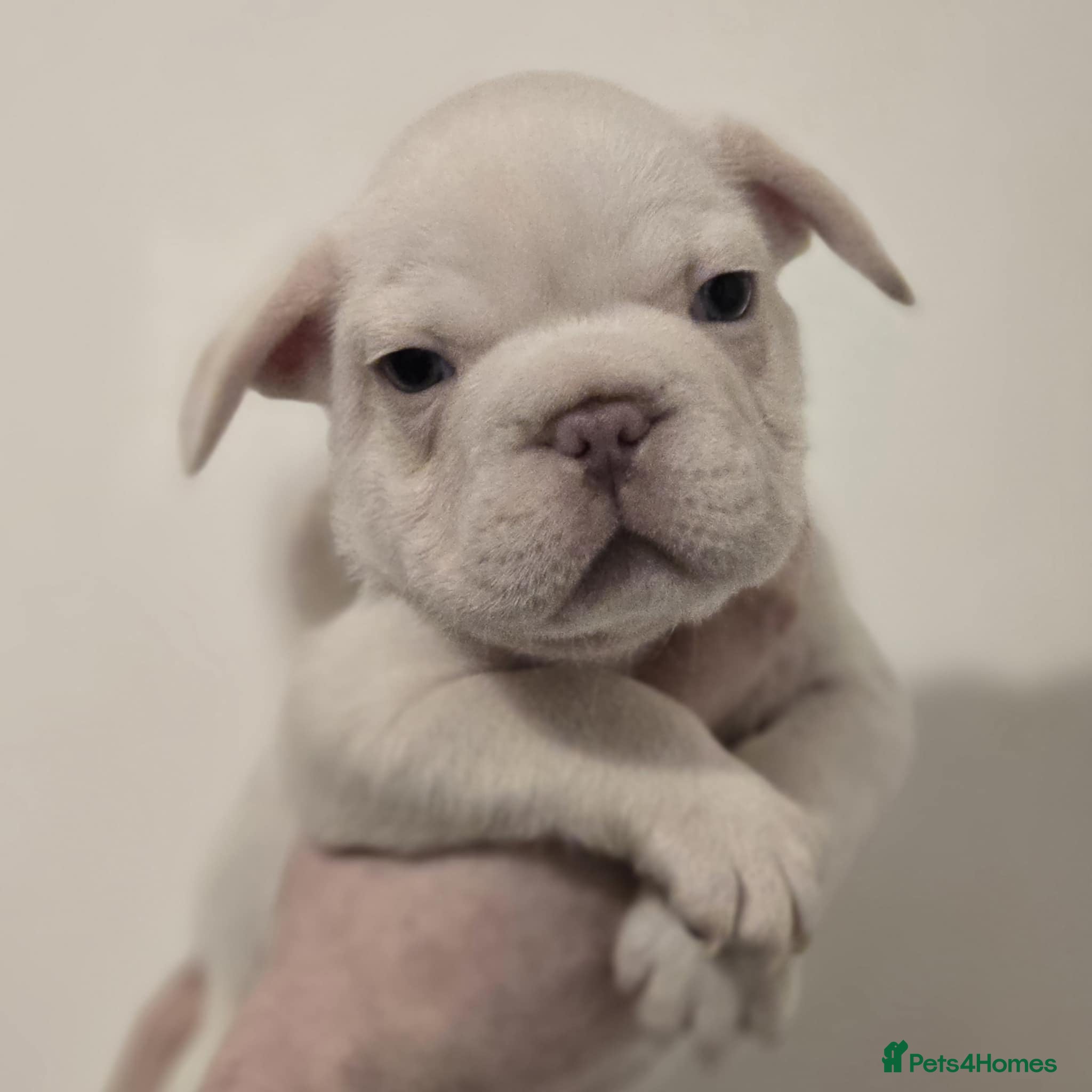 French Bulldog dogs 🐾 DWKC Registered French Bulldog Puppies  - Advert 6