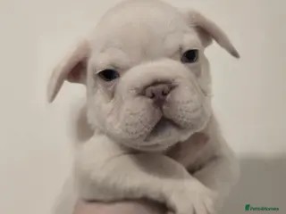 French Bulldog dogs 🐾 DWKC Registered French Bulldog Puppies - Advert 6